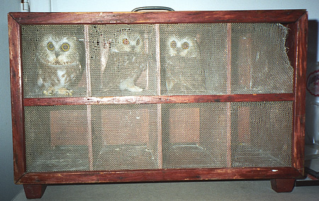 Saw Whet Owls awaiting processing